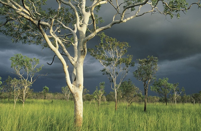 Eucalyptus Tree
