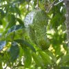 Soursop fruit