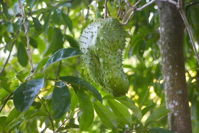 Soursop fruit