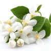 jasmine