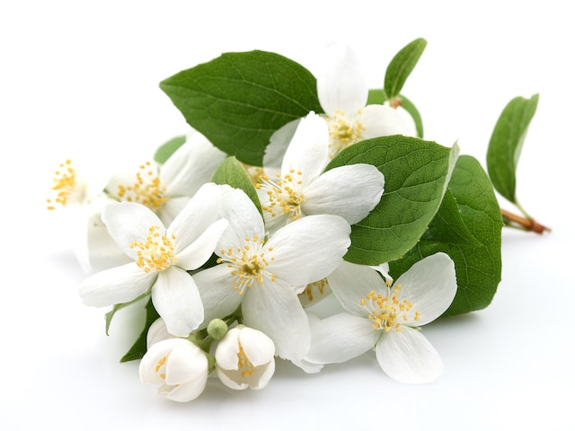 jasmine