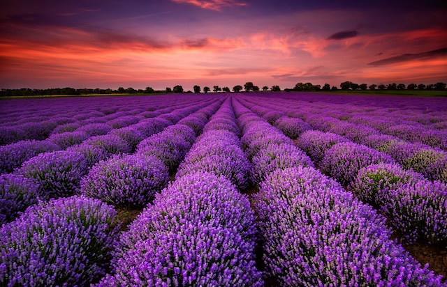 Lavender