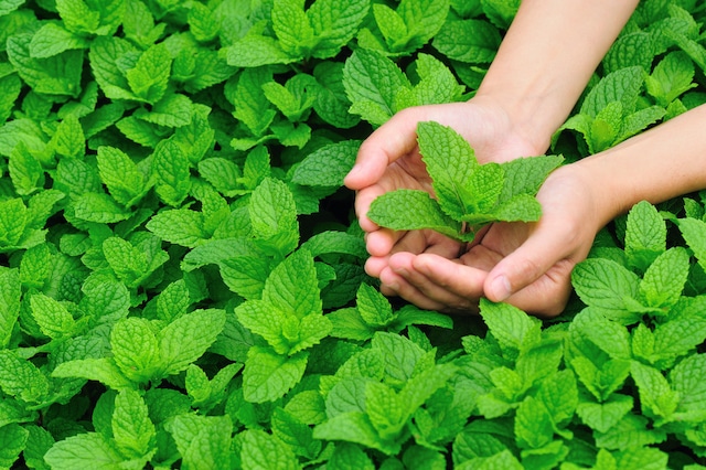 Peppermint