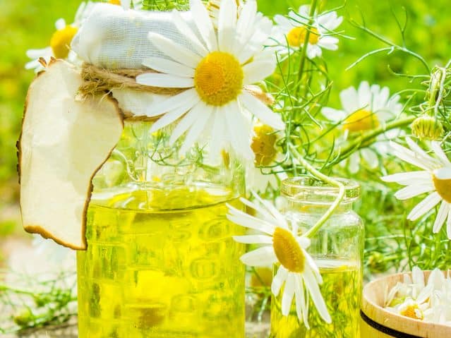 Chamomile