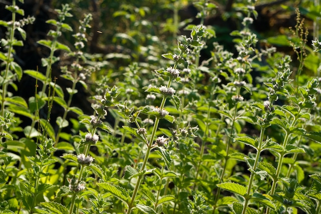 Spearmint