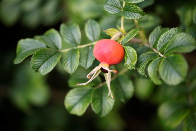 rose hips