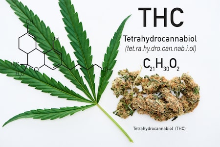 The difference between CBD and THC