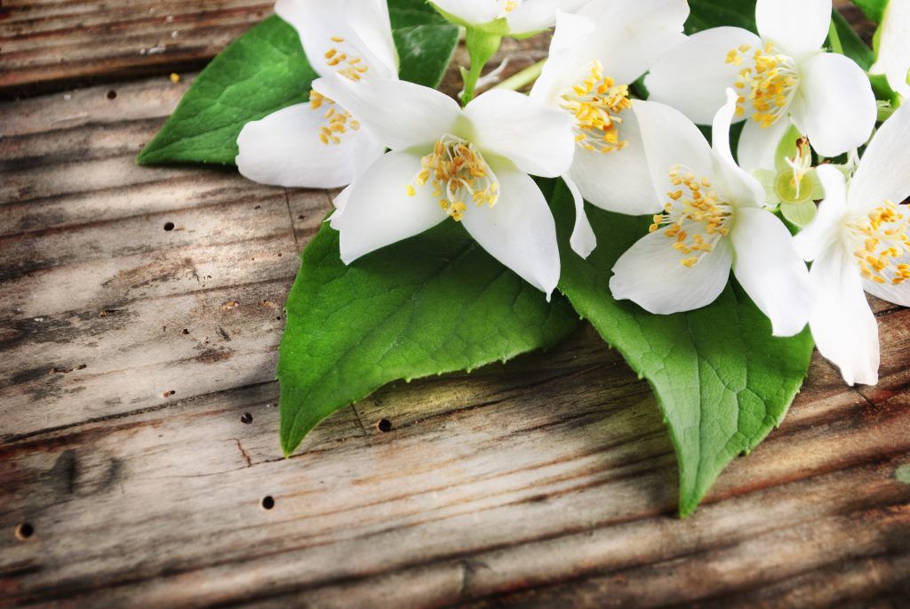 jasmine extract